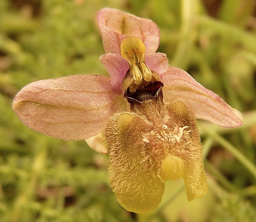 Ophrys Tenthredinifera......